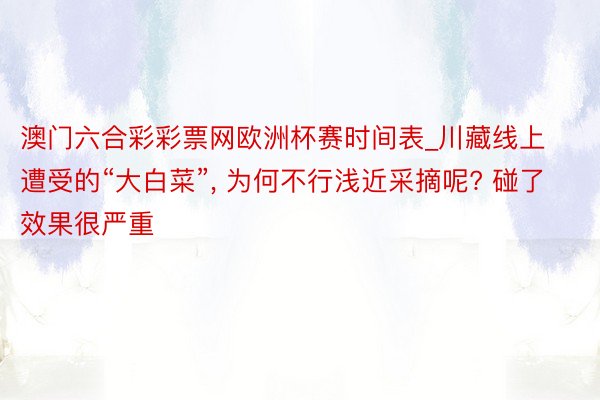 澳门六合彩彩票网欧洲杯赛时间表_川藏线上遭受的“大白菜”, 为何不行浅近采摘呢? 碰了效果很严重